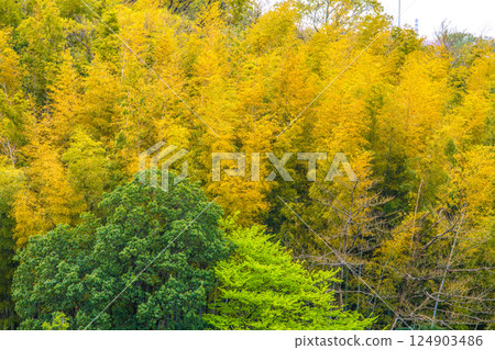 日本橫濱城市景觀。黃色竹林。其他樹木都長出了新葉 = 4 月 10 日 日本橫濱城市景觀。黃色竹林。其他樹木都長出了新葉 = 4 月 10 日 124903486