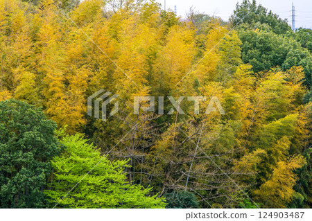日本橫濱城市景觀。黃色竹林。其他樹木都長出了新葉 = 4 月 10 日 124903487