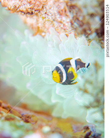 Bleached sea anemone colony and juvenile clownfish. Hirizohama Nakagi Minamiizu Town Izu Peninsula Shizuoka Prefecture 2024 Bleached sea anemone colony and juvenile clownfish. Hirizohama Nakagi Minamiizu Town Izu Peninsula Shizuoka Prefecture 2024 124903514