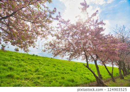 Spring colors at Miyanoshita Cosmos Park Spring colors at Miyanoshita Cosmos Park 124903525
