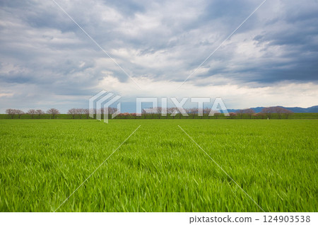 Spring colors at Miyanoshita Cosmos Park 124903538
