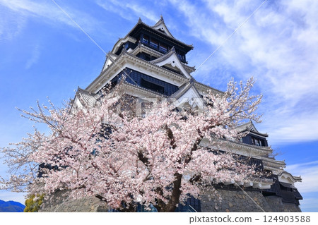 【熊本縣】櫻花盛開與熊本城天守閣 124903588