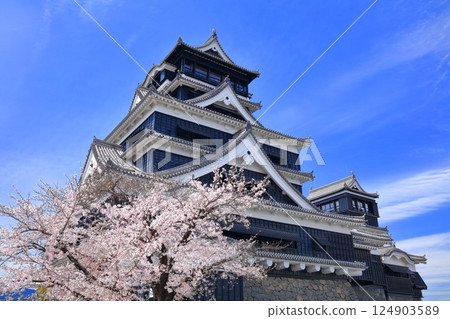 [Kumamoto Prefecture] Cherry blossoms in full bloom and the main tower of Kumamoto Castle 124903589