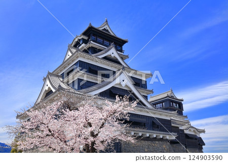 [Kumamoto Prefecture] Cherry blossoms in full bloom and the main tower of Kumamoto Castle 124903590