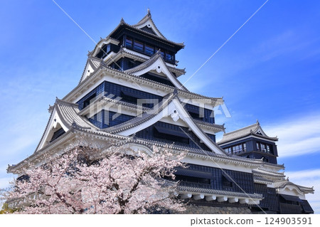 【熊本縣】櫻花盛開與熊本城天守閣 124903591