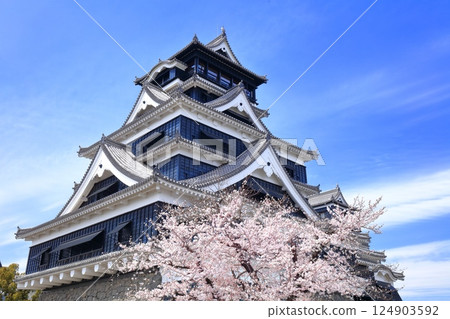 [Kumamoto Prefecture] Cherry blossoms in full bloom and the main tower of Kumamoto Castle 124903592