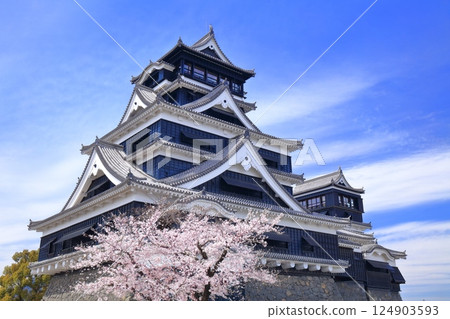 [Kumamoto Prefecture] Cherry blossoms in full bloom and the main tower of Kumamoto Castle 124903593