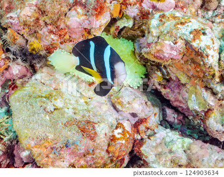 A pair of clownfish protect their eggs laid in a sea anemone. Hirizohama Nakagi Minamiizu Town Izu Peninsula Shizuoka Prefecture 2024 124903634
