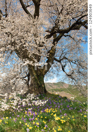 The cherry blossoms at Wanizuka in Nirasaki, Yamanashi Prefecture, are in full bloom under a clear blue sky. The cherry blossoms at Wanizuka in Nirasaki, Yamanashi Prefecture, are in full bloom under a clear blue sky. 124903649