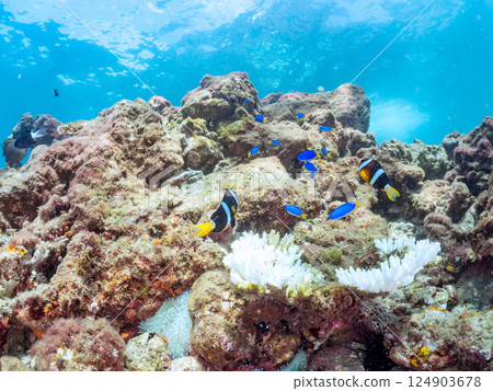 A group of bleached sea anemones, a pair of clownfish, a school of blue-green damselfish, and others. There are also skin divers on the surface of the water. Hirizo Beach 124903678