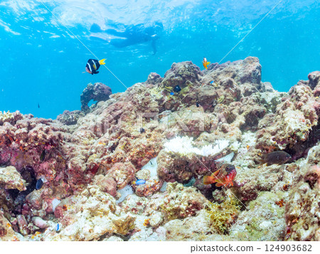 A group of bleached sea anemones, a pair of clownfish, a school of blue-green damselfish, and others. There are also skin divers on the surface of the water. Hirizo Beach 124903682