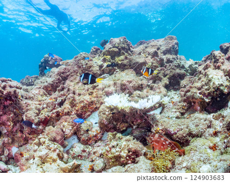 A group of bleached sea anemones, a pair of clownfish, a school of blue-green damselfish, and others. There are also skin divers on the surface of the water. Hirizo Beach 124903683