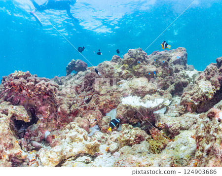 A group of bleached sea anemones, a pair of clownfish, a school of blue-green damselfish, and others. There are also skin divers on the surface of the water. Hirizo Beach 124903686