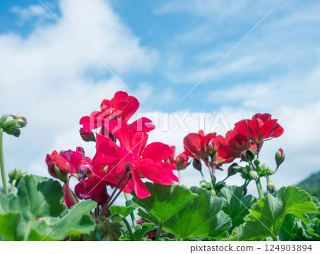 Red geraniums against the blue sky 124903894