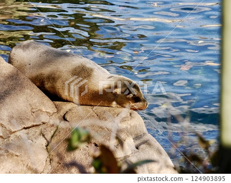 一隻海獅在陽光下打瞌睡 124903895