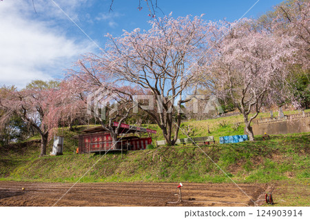 Matsumoto Takizakura, Nakai Town Cherry Blossom Viewing Venue 124903914