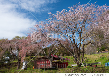 Matsumoto Takizakura, Nakai Town Cherry Blossom Viewing Venue Matsumoto Takizakura, Nakai Town Cherry Blossom Viewing Venue 124903915