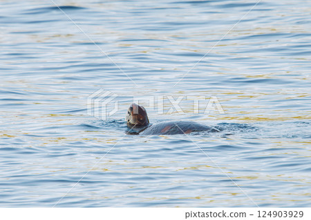 一隻美麗而巨大的綠海龜（Chrysalis mydas）在中城港悠閒地遊動，喘口氣。濱田宏藏 中木 南伊豆 124903929