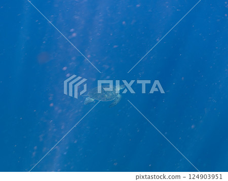 一隻美麗而巨大的綠海龜（Chrysalis 科）悠閒地遊動。 Hirizohama Nakagi 南伊豆鎮 伊豆半島 靜岡縣 2024 124903951