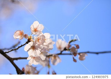 櫻花盛開的公園 124903975