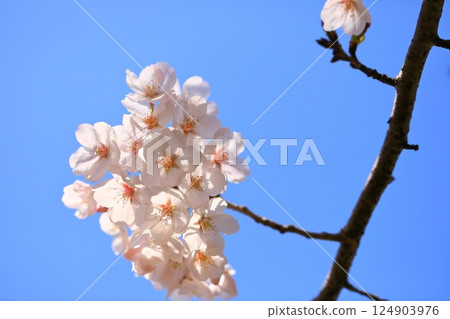 櫻花盛開的公園 124903976