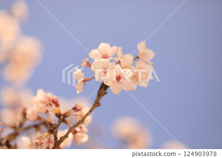 A park with cherry blossoms in full bloom 124903978