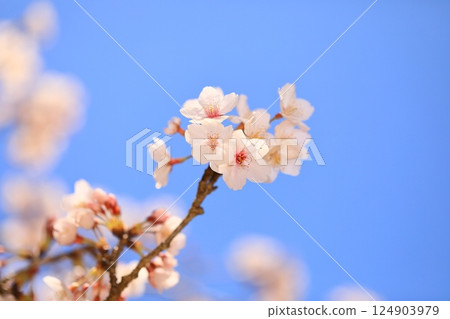 A park with cherry blossoms in full bloom 124903979