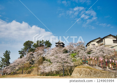 Maruoka Castle surrounded by cherry blossoms in spring 124903994