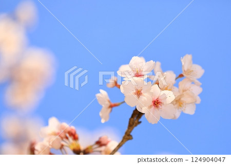 A park with cherry blossoms in full bloom 124904047