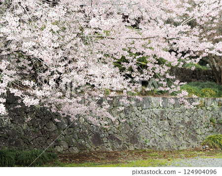 Cherry blossoms in full bloom at Murayama Sengen Shrine 124904096