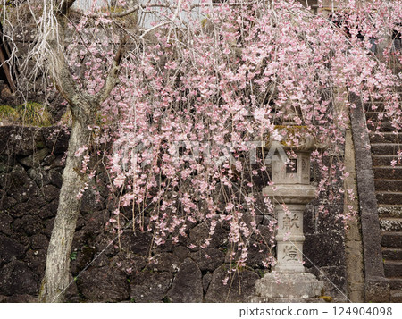 Weeping cherry blossoms in full bloom and lanterns at Murayama Sengen Shrine 124904098