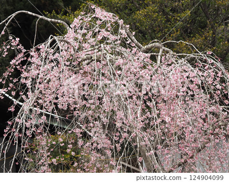 Weeping cherry blossoms in full bloom at Murayama Sengen Shrine 124904099