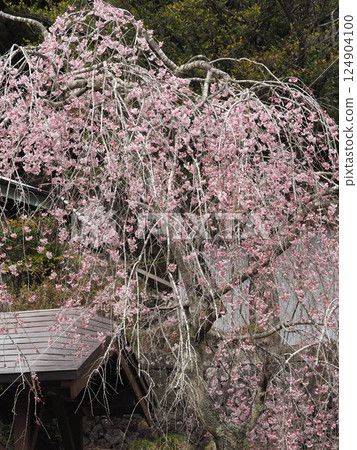 Weeping cherry blossoms in full bloom at Murayama Sengen Shrine 124904100