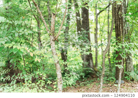 Beautiful forest with fresh greenery, forest, forest bathing Beautiful forest with fresh greenery, forest, forest bathing 124904110
