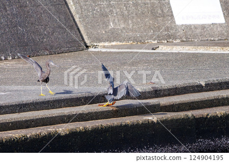 A beautiful pair of black-crowned night herons (Ardeidae) in flight. Hirizohama Nakagi Minamiizu Town Izu Peninsula Shizuoka Prefecture 2024 124904195