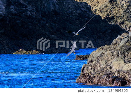 A beautiful pair of black-crowned night herons (Ardeidae) in flight. Hirizohama Nakagi Minamiizu Town Izu Peninsula Shizuoka Prefecture 2024 124904205