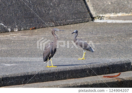 A beautiful pair of black-crowned night herons (Ardeidae) in flight. Hirizohama Nakagi Minamiizu Town Izu Peninsula Shizuoka Prefecture 2024 124904207