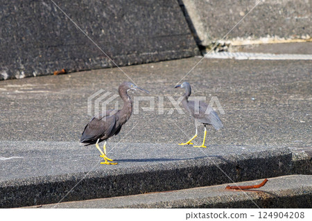 A beautiful pair of black-crowned night herons (Ardeidae) in flight. Hirizohama Nakagi Minamiizu Town Izu Peninsula Shizuoka Prefecture 2024 124904208