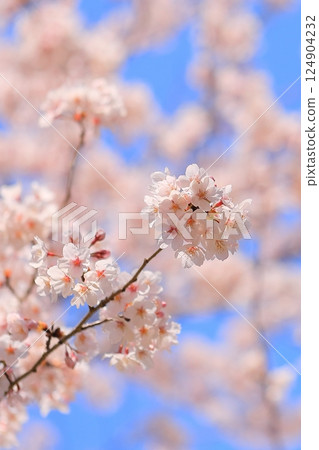 A park with cherry blossoms in full bloom A park with cherry blossoms in full bloom 124904232