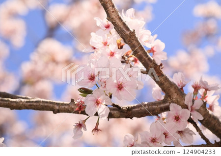 A park with cherry blossoms in full bloom A park with cherry blossoms in full bloom 124904233
