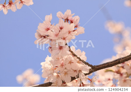 櫻花盛開的公園 櫻花盛開的公園 124904234