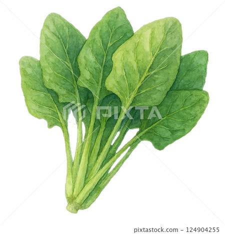菠菜、綠黃蔬菜、葉菜類食品材料的水彩插圖 菠菜、綠黃蔬菜、葉菜類食品材料的水彩插圖 124904255