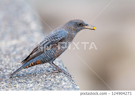 一隻岩鶇從防波堤起飛。 Hirizohama Nakagi 南伊豆鎮 伊豆半島 靜岡縣 2024 124904271