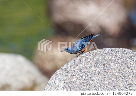 一隻岩鶇從防波堤起飛。 Hirizohama Nakagi 南伊豆鎮 伊豆半島 靜岡縣 2024 124904272