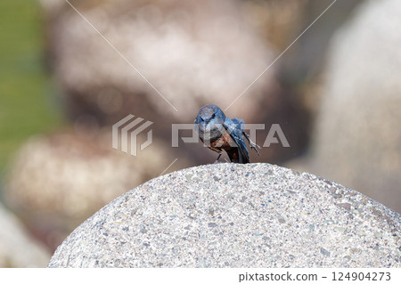 一隻岩鶇從防波堤起飛。 Hirizohama Nakagi 南伊豆鎮 伊豆半島 靜岡縣 2024 124904273