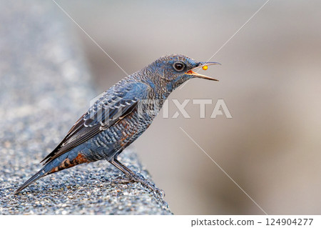 一隻岩鶇從防波堤起飛。 Hirizohama Nakagi 南伊豆鎮 伊豆半島 靜岡縣 2024 124904277