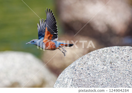 Rock Thrush taking off from the breakwater. Hirizohama Nakagi Minamiizu Town Izu Peninsula Shizuoka Prefecture 2024 124904284