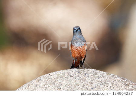 一隻岩鶇從防波堤起飛。 Hirizohama Nakagi 南伊豆鎮 伊豆半島 靜岡縣 2024 124904287