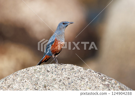 一隻岩鶇從防波堤起飛。 Hirizohama Nakagi 南伊豆鎮 伊豆半島 靜岡縣 2024 124904288