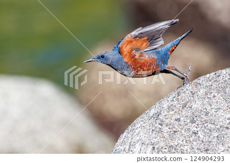 Rock Thrush taking off from the breakwater. Hirizohama Nakagi Minamiizu Town Izu Peninsula Shizuoka Prefecture 2024 124904293
